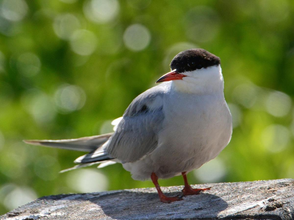 Вилла Tiiramoekki Париккала Экстерьер фото